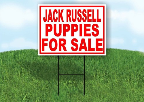 Jack russell puppies - jack,