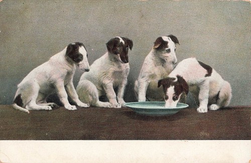 Jack russell terrier - terrier, puppies