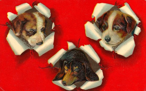 1910 jack russell - jack,