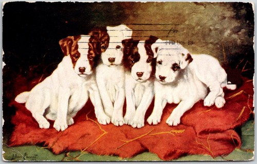 Postcard jack russell - russell, terrier