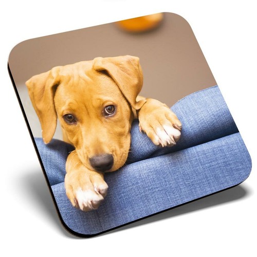 Square single coaster - square, cheeky