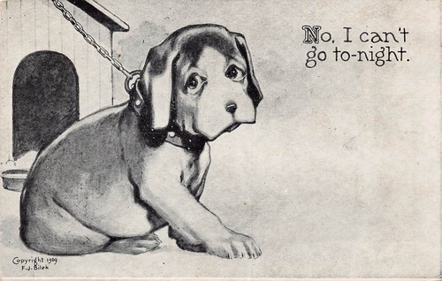 Jack russell puppies sad puppy - jack,