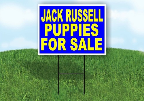 Jack russell puppies for - jack,