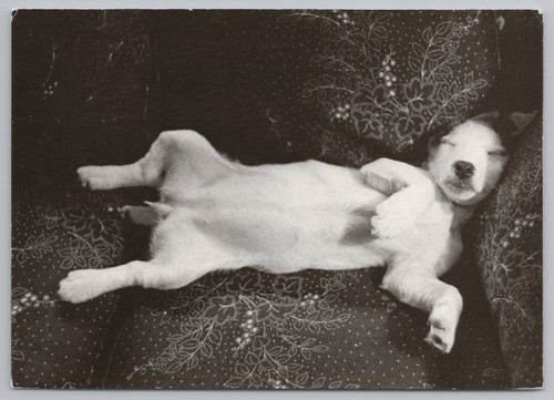 Jack russell terrier puppy - jack,