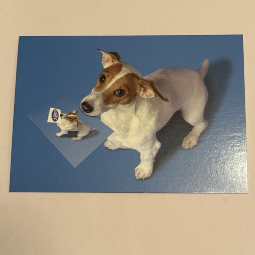 Fetch jack russell dog puppy - russell,