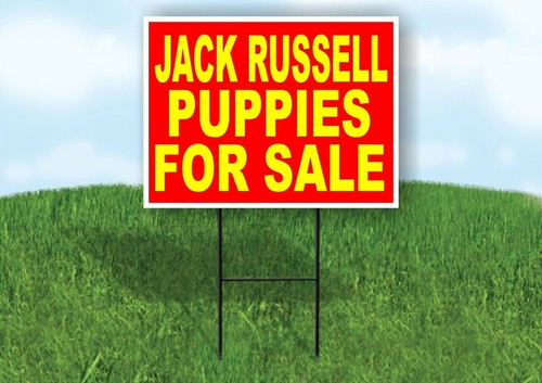 Jack russell puppies - russell, for