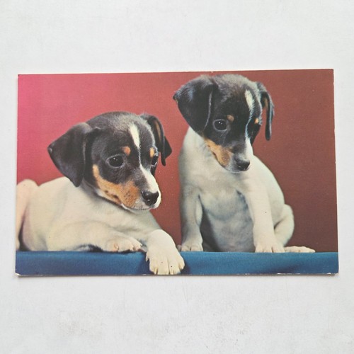Jack russell terrier puppies - russell,