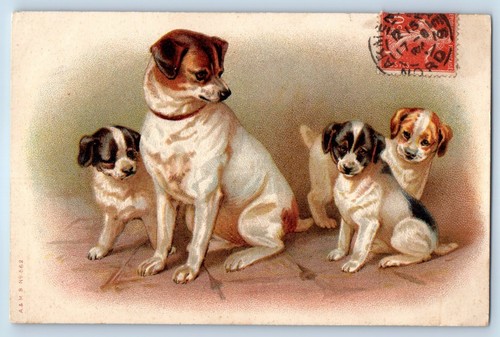 Jack russell terrier mother - jack,