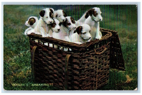 Postcard jack russell terrier - postcard,