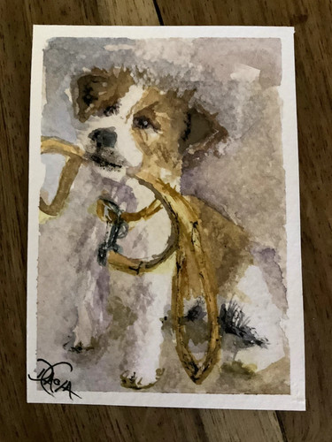Jack russell puppy dog - puppy,