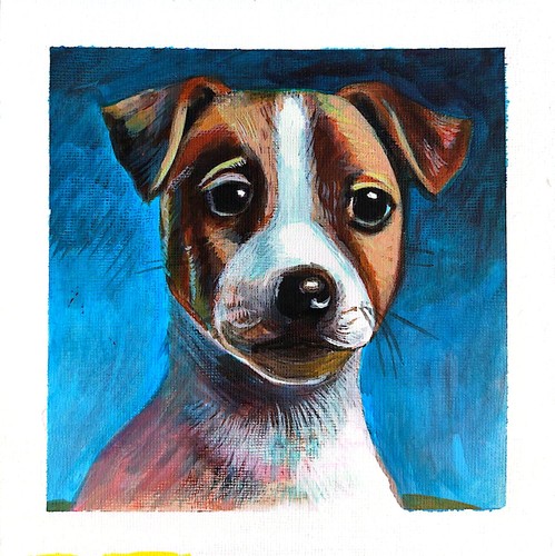 Jack russell puppy original - puppy,