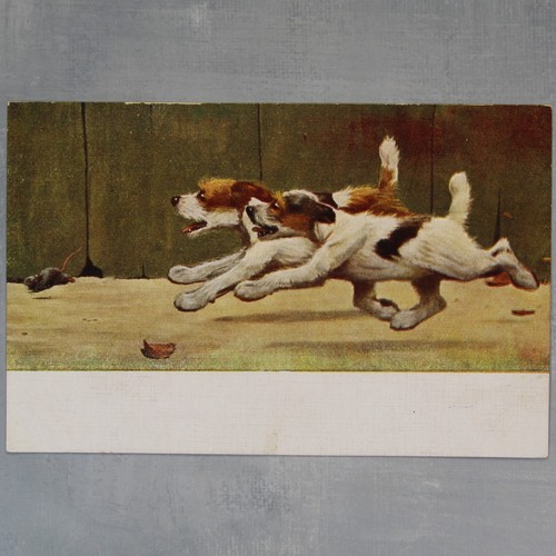 Dog jack russell - jack, terrier