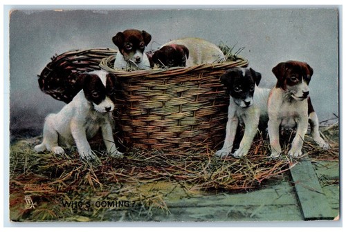 Postcard jack russell puppies - russell,