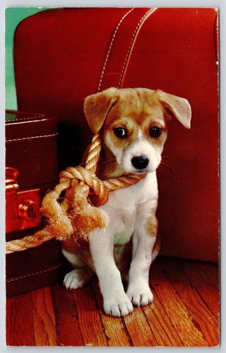 Cute little dog jack - jack, russell