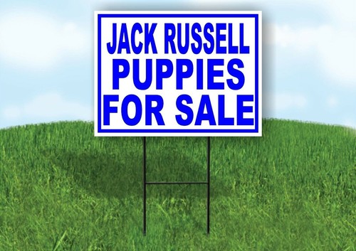 Jack russell puppies - jack,