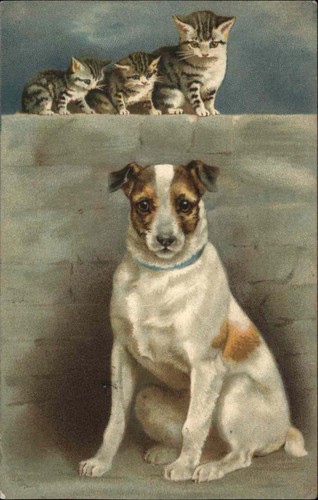 Stewart woolf jack russell - stewart,