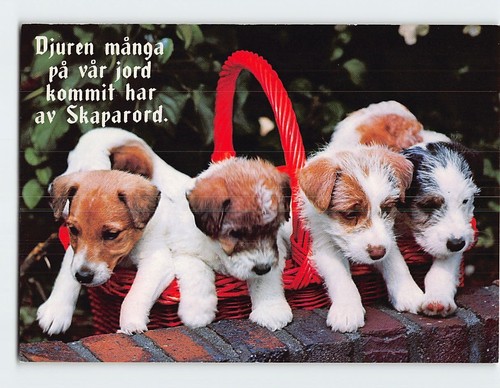 Postcard jack russell - jack, terrier