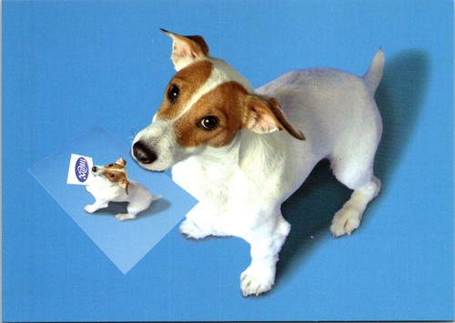 Postcard fetch jack russell - fetch,