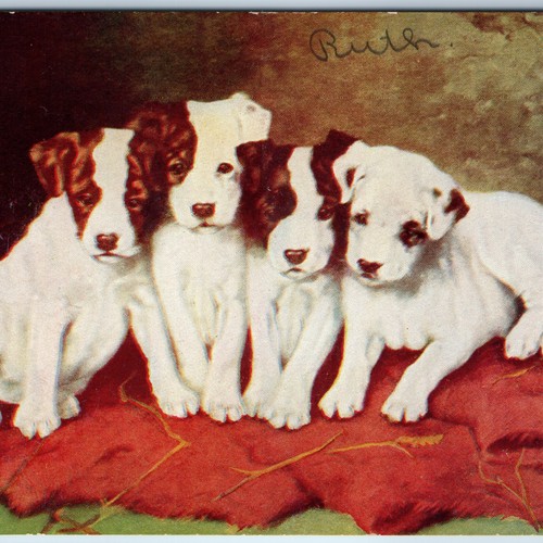C1909 four jack russell - c1909,