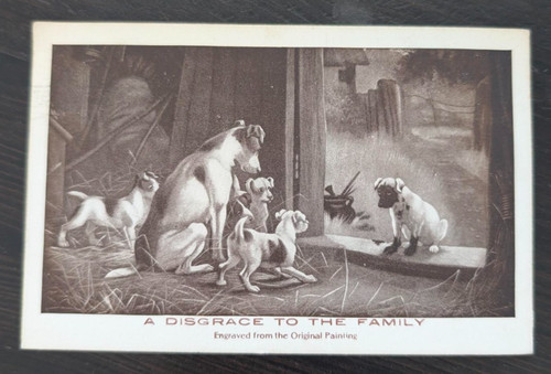 Jack russell terrier mom dog - terrier,