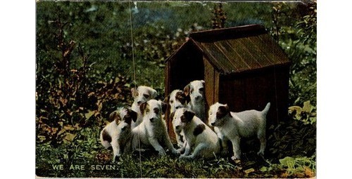 Jack russell puppies doghouse - russell,