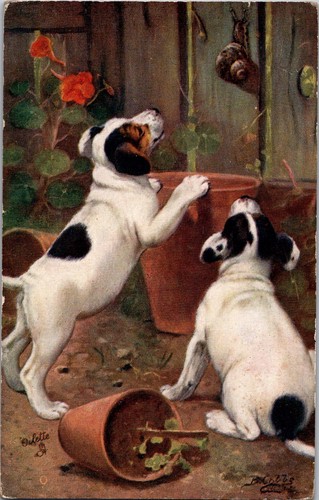1909 postcard jack russell - 1909,