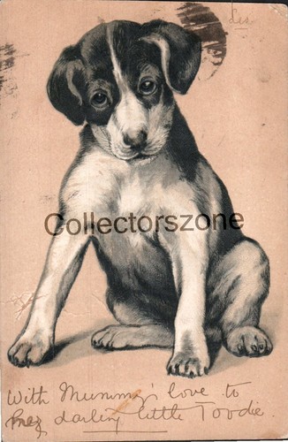 1902 dog cute puppy - puppy, jack