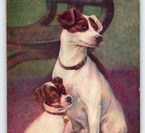 Jack russell terriers - jack, father