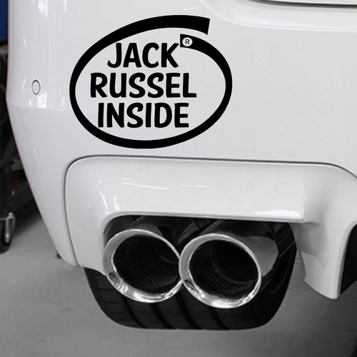 Jack russel inside - jack, jrt