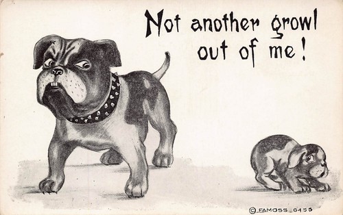 Bulldog bully jack russell - bully,