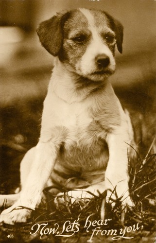 Dog puppy jack - dog, terrier
